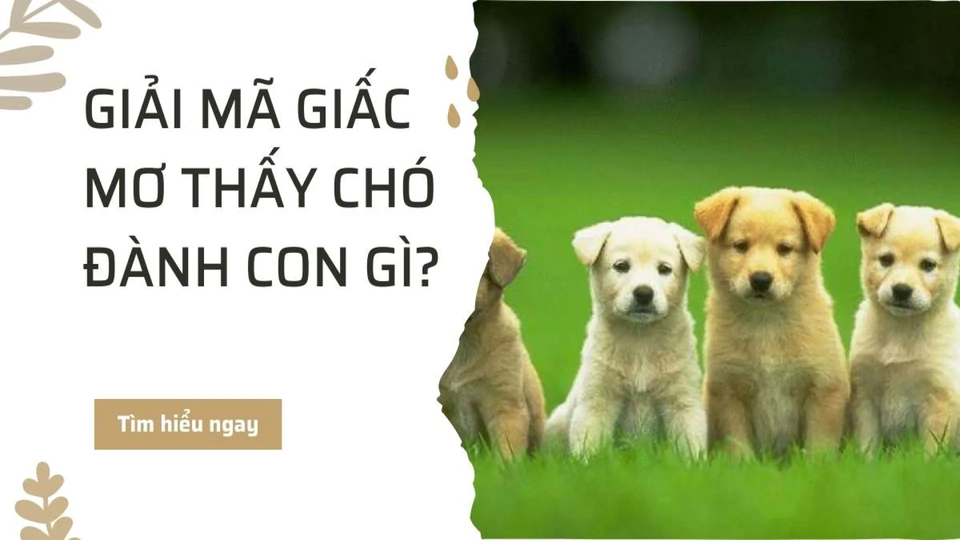 Mơ thấy chó đánh số gì