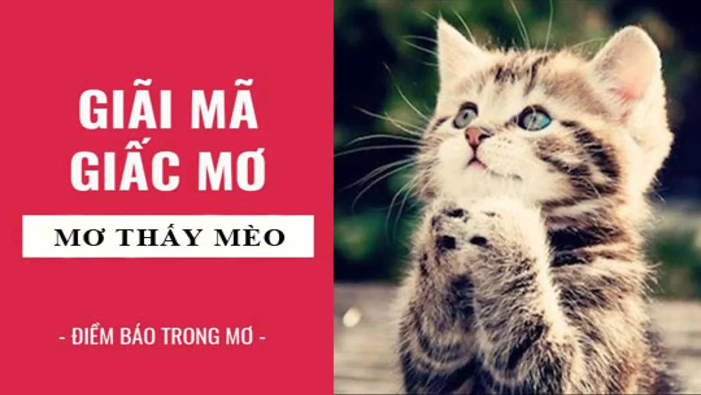 Mơ thấy mèo